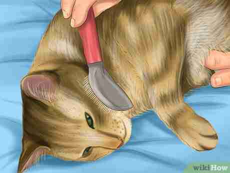 Image intitulée Bathe a Cat Step 2