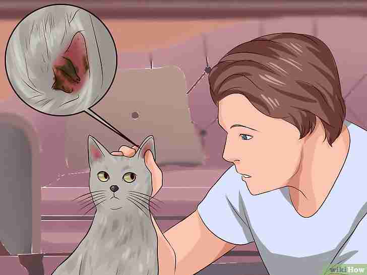 Bildtitel Get Rid of Ear Mites in a Cat Step 1