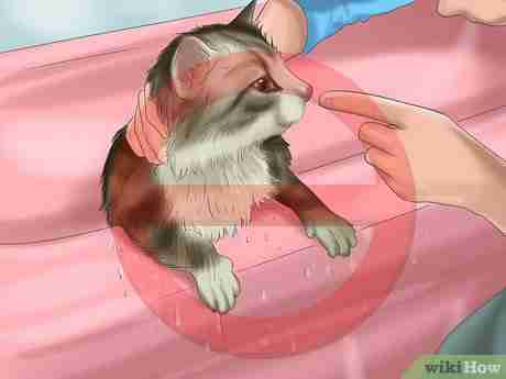 Imagen titulada Bathe a Cat Step 10