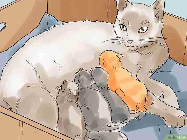 Bildtitel Help a Cat Give Birth Step 16