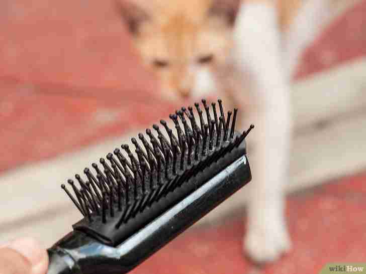Bildtitel Brush a Cat Step 3