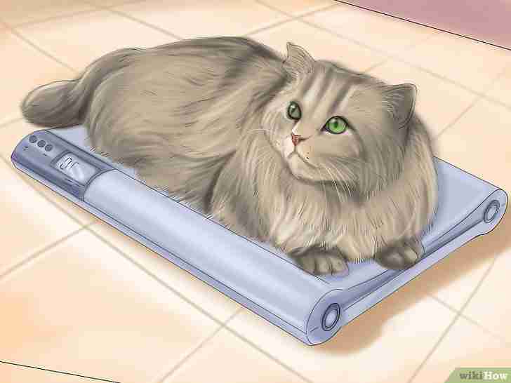 Imagen titulada Know if Your Cat Is Sick Step 6