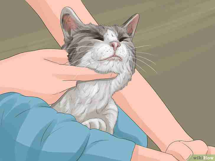 Titel afbeelding Get Your Cat to Like You Step 10