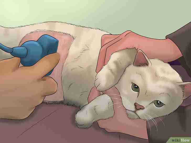 以Tell if a Cat is Pregnant Step 8为标题的图片