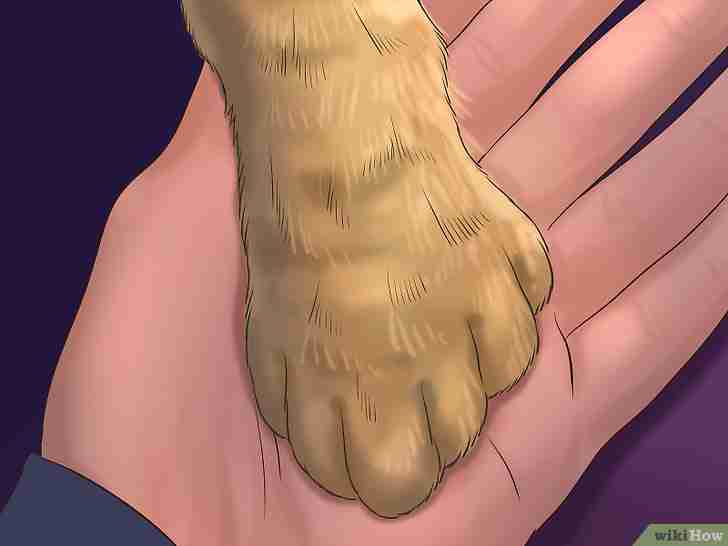 Bildtitel Trim Your Cat's Nails Step 17
