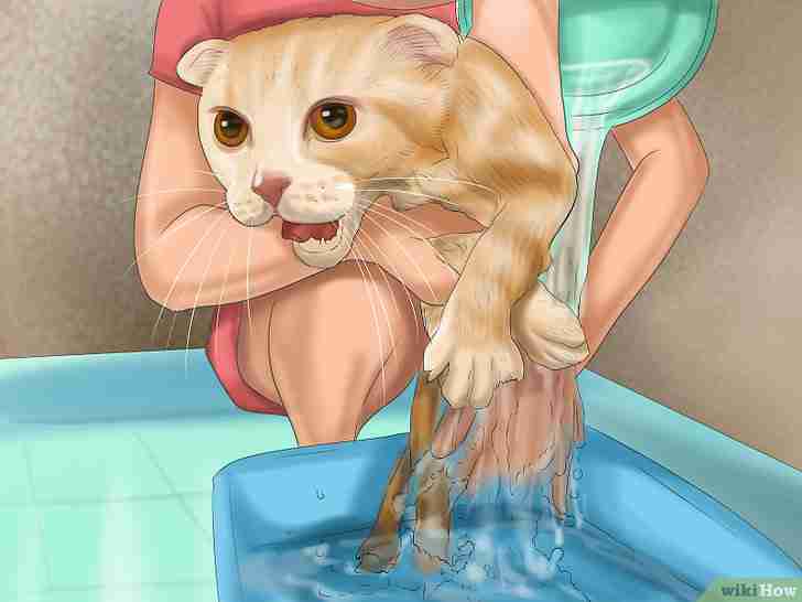 Image intitulée Bathe a Cat Step 11