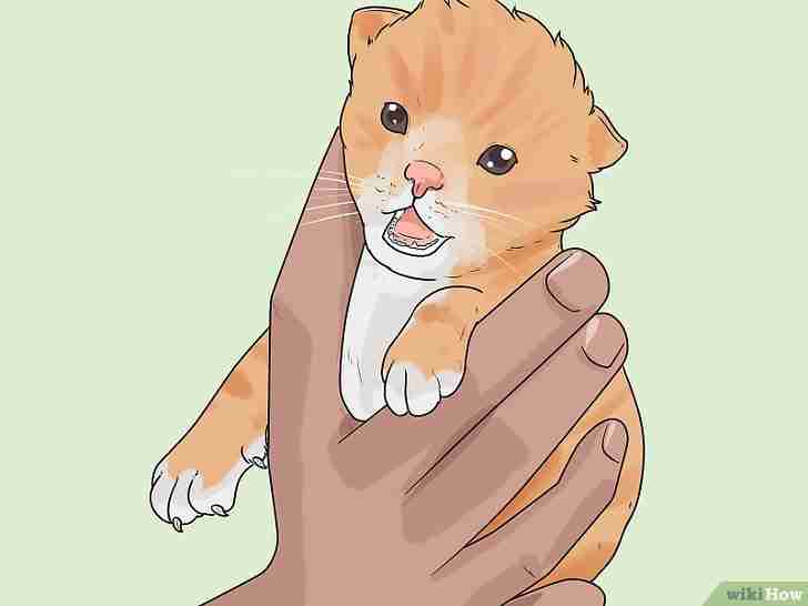 以Tell How Old a Kitten Is Step 4为标题的图片