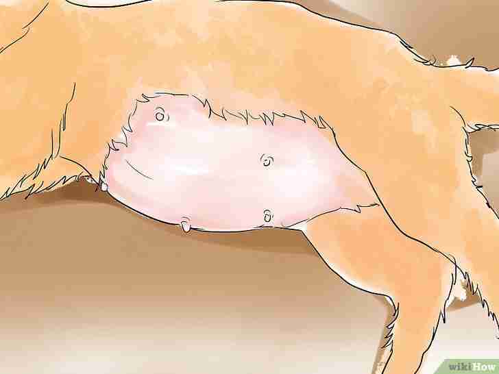 Image intitulée Help a Cat Give Birth Step 5