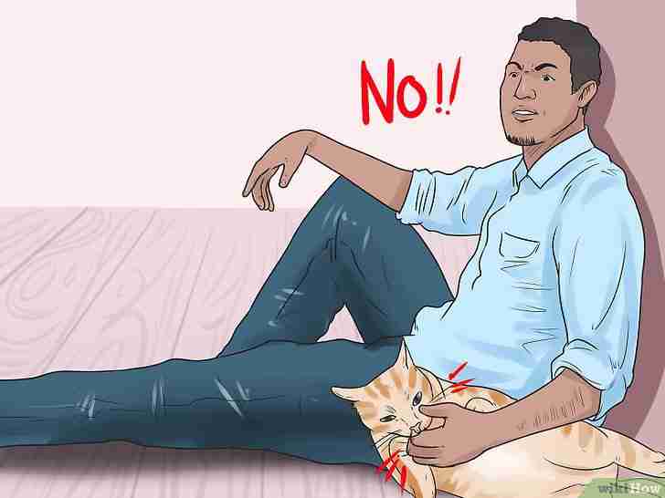 Gambar berjudul Stop a Cat from Biting and Scratching Step 5