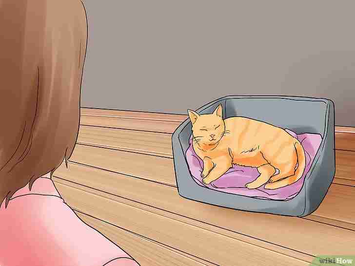 Gambar berjudul Help a Cat Give Birth Step 9