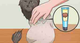 afeitar a un gato