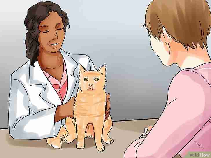 Bildtitel Help a Cat Give Birth Step 2