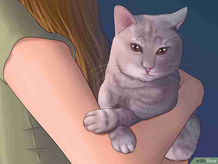 Bildtitel Trim Your Cat's Nails Step 14