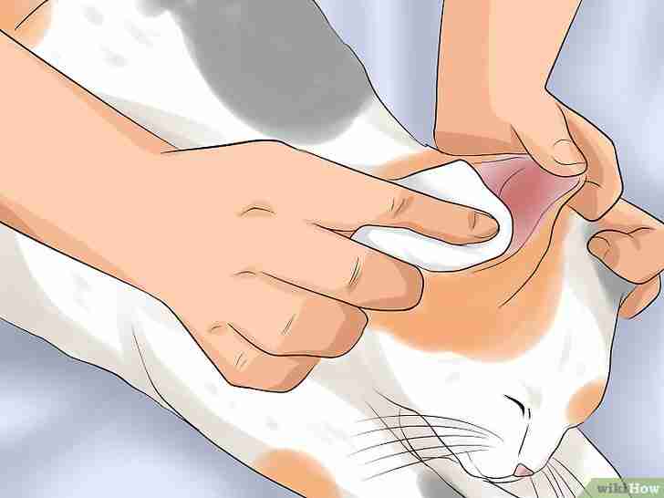 Bildtitel Get Rid of Ear Mites in a Cat Step 11
