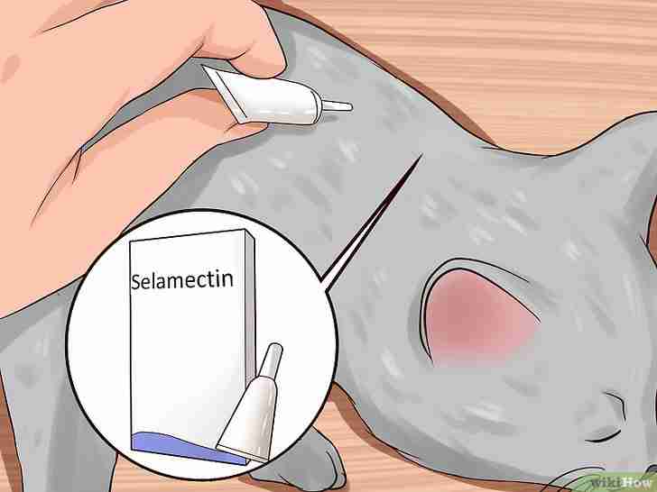 Titel afbeelding Get Rid of Ear Mites in a Cat Step 13