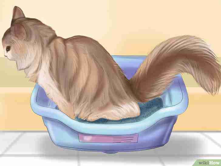 Imagem intitulada Know if Your Cat Is Sick Step 3