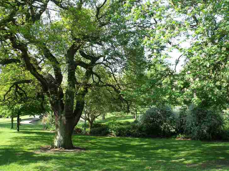 Gambar berjudul Grove Park   Harborne   trees