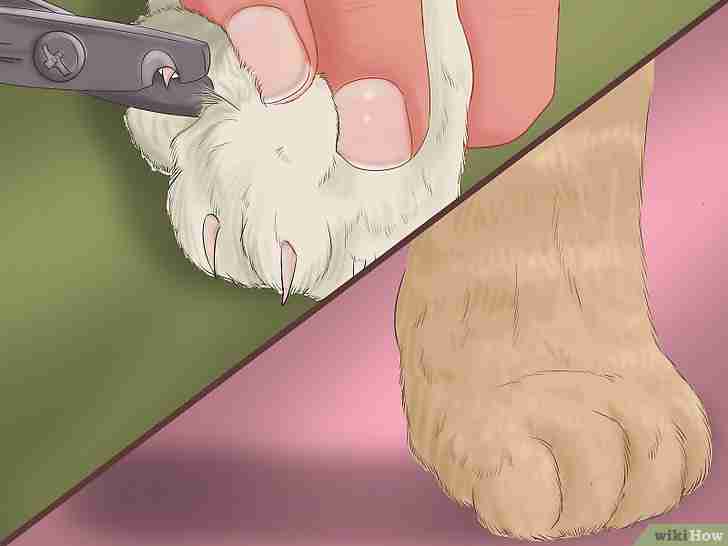 Titel afbeelding Trim Your Cat's Nails Step 10