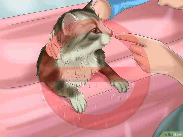 Image intitulée Bathe a Cat Step 10