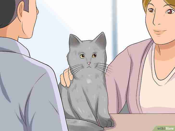 Bildtitel Get Rid of Ear Mites in a Cat Step 5