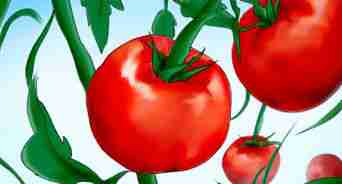 Tomaten planten uit zaad