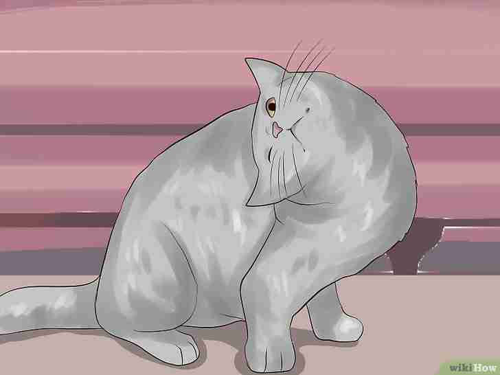 Bildtitel Get Rid of Ear Mites in a Cat Step 3