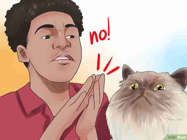 Gambar berjudul Stop a Cat from Biting and Scratching Step 6