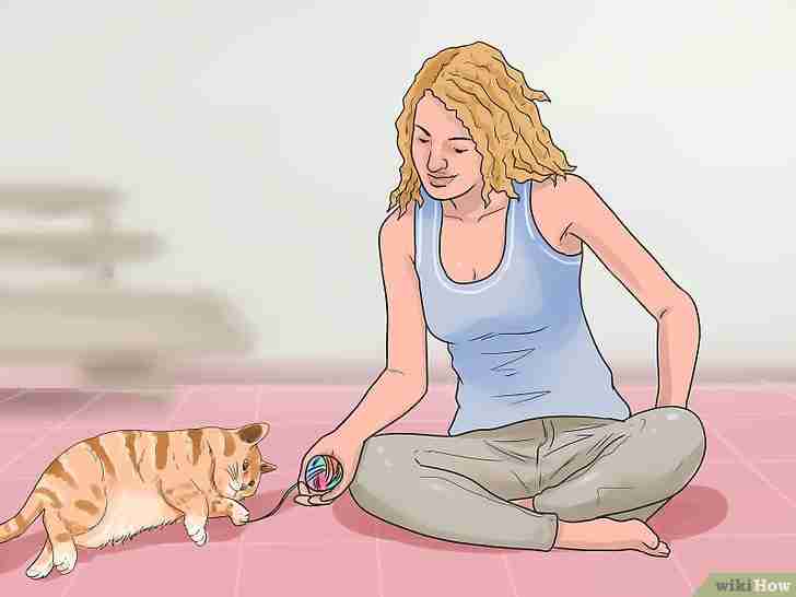 Titel afbeelding Stop a Cat from Biting and Scratching Step 9