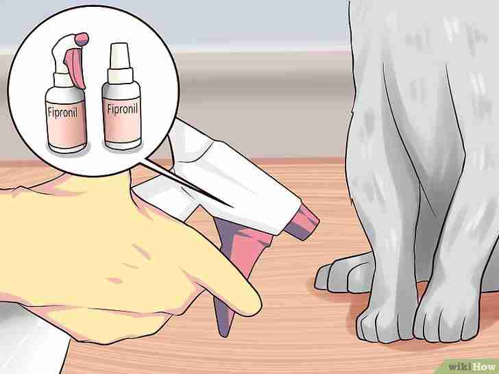 Bildtitel Get Rid of Ear Mites in a Cat Step 15
