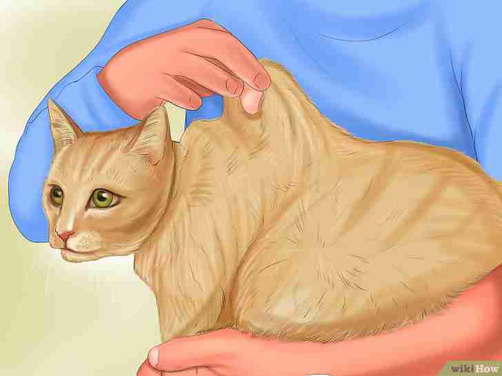 Imagen titulada Know if Your Cat Is Sick Step 5