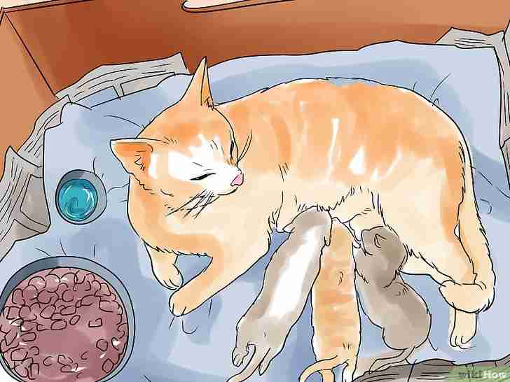 Bildtitel Help a Cat Give Birth Step 18