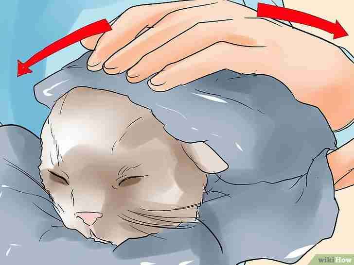 Bildtitel Help a Cat Give Birth Step 17