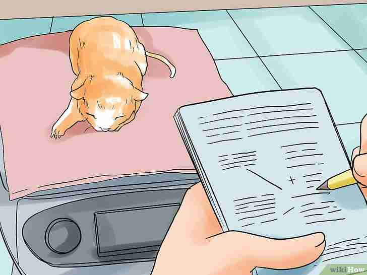 Bildtitel Help a Cat Give Birth Step 19