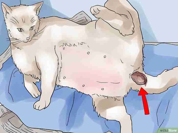 Bildtitel Help a Cat Give Birth Step 11
