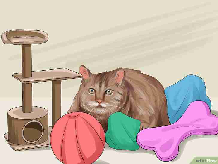 Imagen titulada Get Your Cat to Like You Step 13