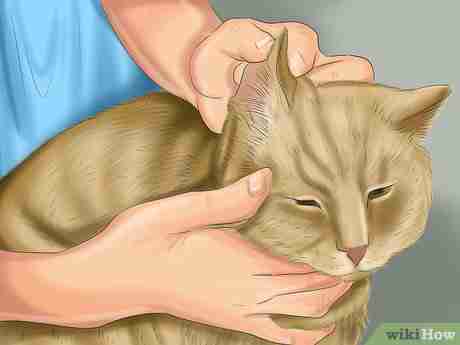 Image intitulée Bathe a Cat Step 12