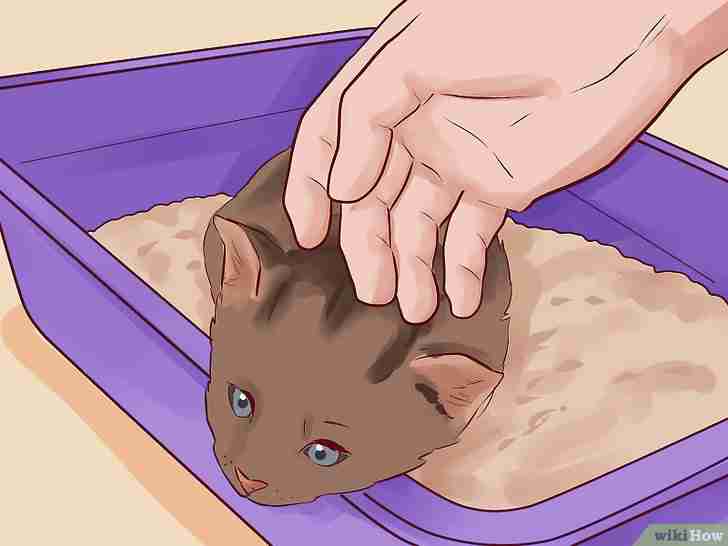 Image intitulée Litter Train a Kitten Step 7