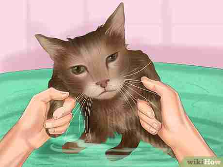 Imagen titulada Bathe a Cat Step 15