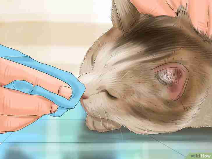 Imagen titulada Bathe a Cat Step 14
