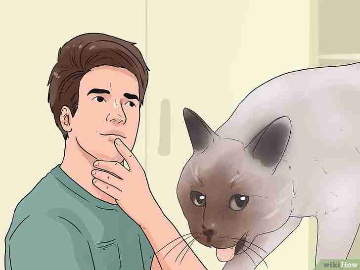 Gambar berjudul Stop a Cat from Biting and Scratching Step 16
