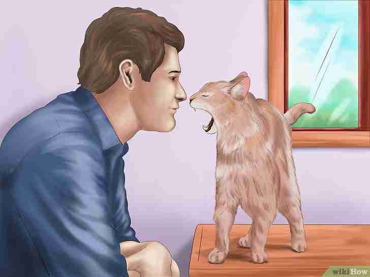 以Communicate with Your Cat Step 11为标题的图片