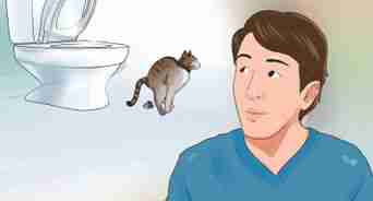educar a un gato a usar el baño