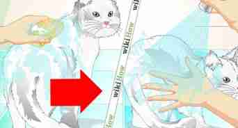 limpiar el pelaje de un gato