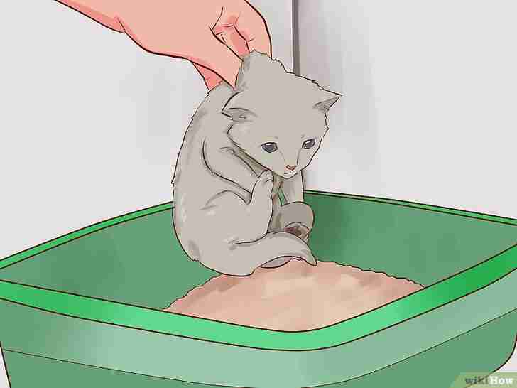 Image intitulée Litter Train a Kitten Step 6