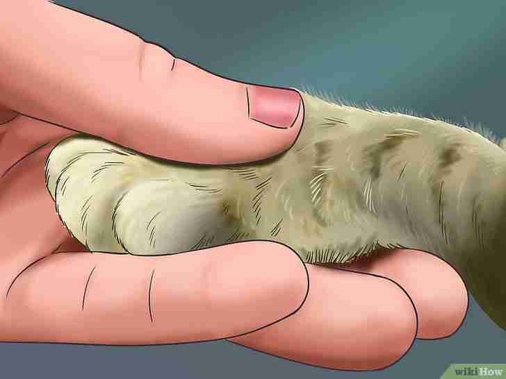 Image intitulée Trim Your Cat's Nails Step 3