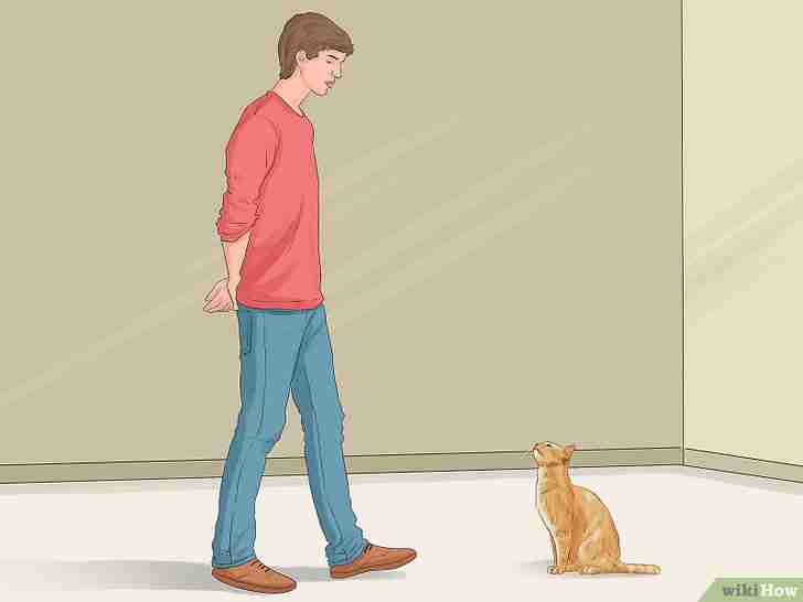 以Get Your Cat to Like You Step 8为标题的图片