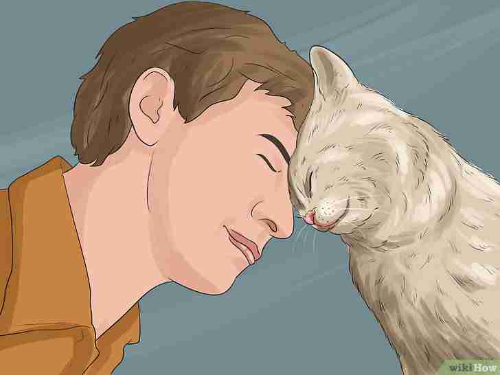 Titel afbeelding Get Your Cat to Like You Step 11