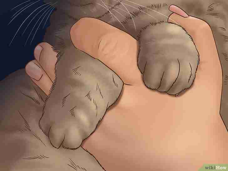 Bildtitel Trim Your Cat's Nails Step 2