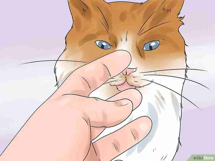 以Stop a Cat from Biting and Scratching Step 8为标题的图片