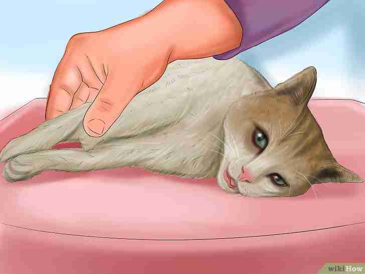 以Know if Your Cat Is Sick Step 12为标题的图片